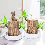 🔥2024 Best Seller🔥-Lucky Brazil Wood Potted Plant🎊