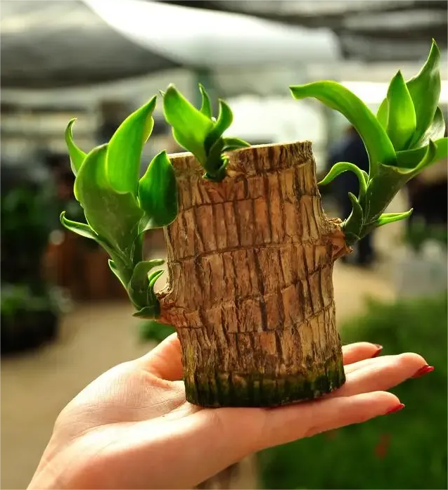 🔥2024 Best Seller🔥-Lucky Brazil Wood Potted Plant🎊