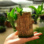 🔥2024 Best Seller🔥-Lucky Brazil Wood Potted Plant🎊