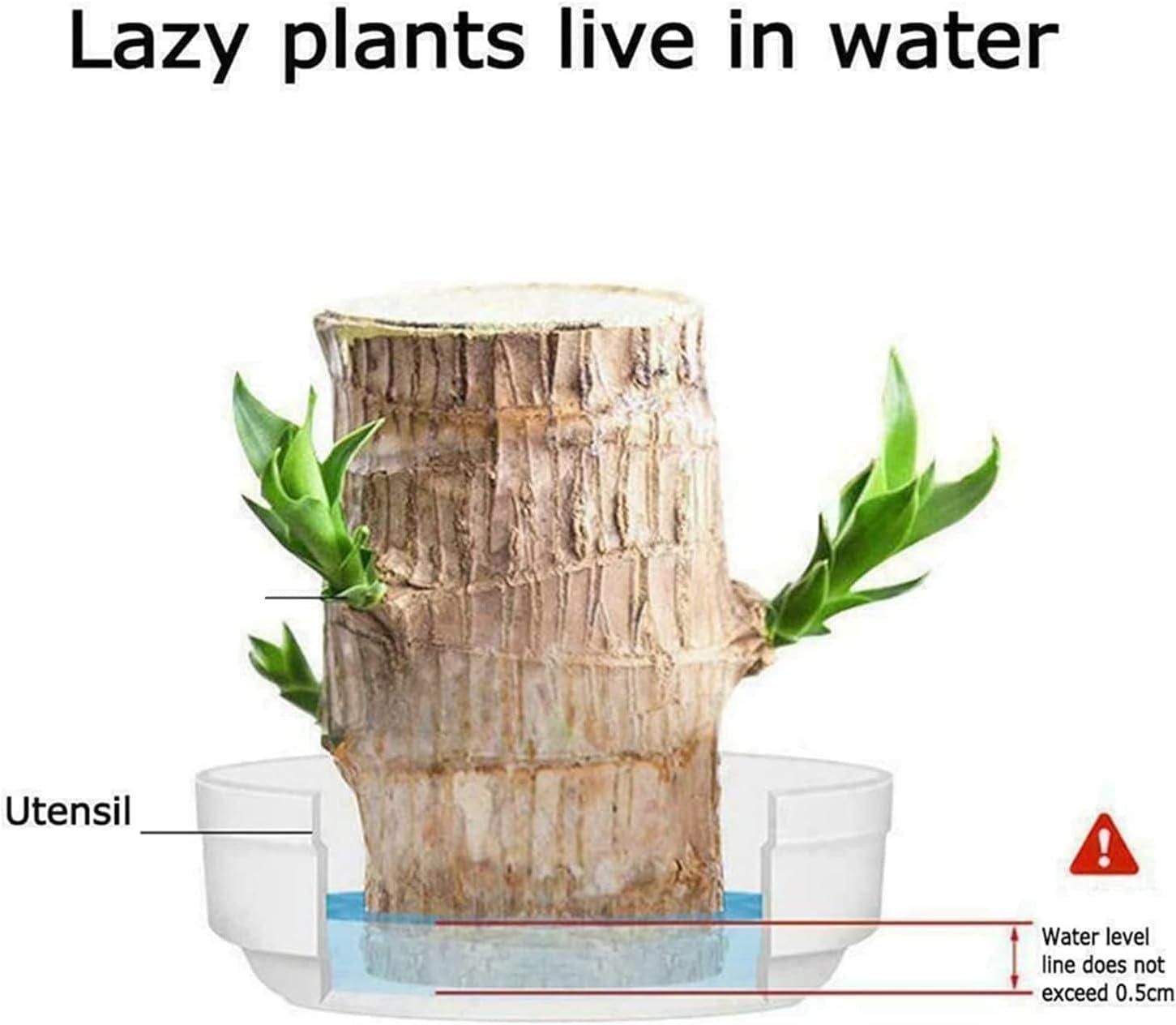 🔥2024 Best Seller🔥-Lucky Brazil Wood Potted Plant🎊