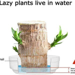 🔥2024 Best Seller🔥-Lucky Brazil Wood Potted Plant🎊