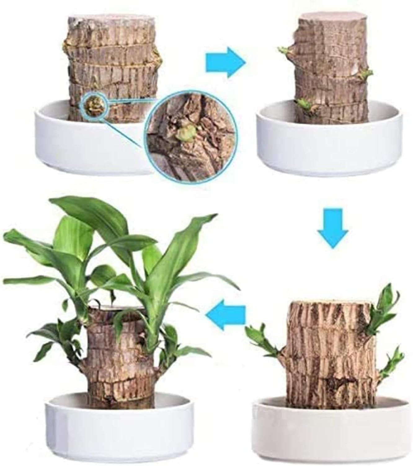 🔥2024 Best Seller🔥-Lucky Brazil Wood Potted Plant🎊