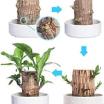 🔥2024 Best Seller🔥-Lucky Brazil Wood Potted Plant🎊