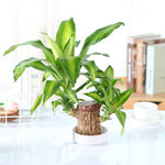 🔥2024 Best Seller🔥-Lucky Brazil Wood Potted Plant🎊