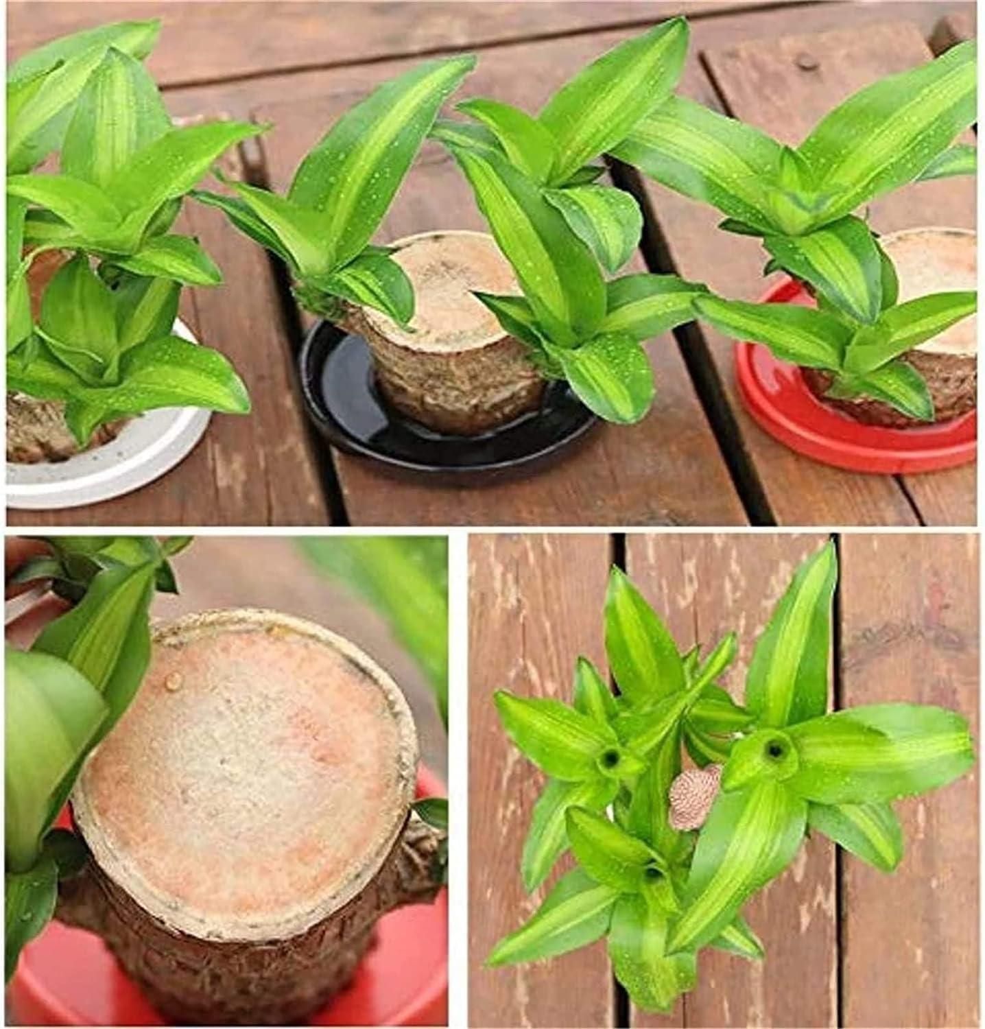 🔥2024 Best Seller🔥-Lucky Brazil Wood Potted Plant🎊