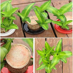 🔥2024 Best Seller🔥-Lucky Brazil Wood Potted Plant🎊