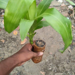 🔥2024 Best Seller🔥-Lucky Brazil Wood Potted Plant🎊