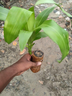 🔥2024 Best Seller🔥-Lucky Brazil Wood Potted Plant🎊