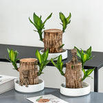 🔥2024 Best Seller🔥-Lucky Brazil Wood Potted Plant🎊