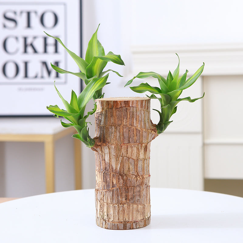 🔥2024 Best Seller🔥-Lucky Brazil Wood Potted Plant🎊