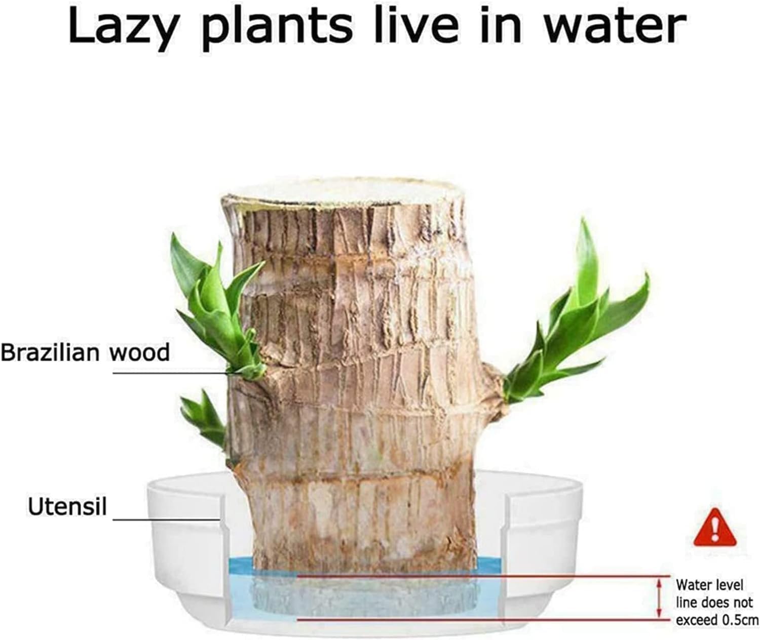 🔥2024 Best Seller🔥-Lucky Brazil Wood Potted Plant🎊